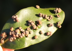 Eriophyes inermae