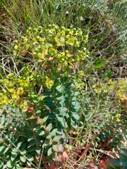 Euphorbia paniculata