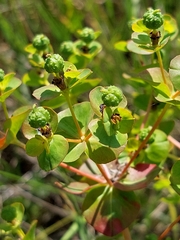 Euphorbia paniculata