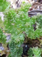 Sedum acre