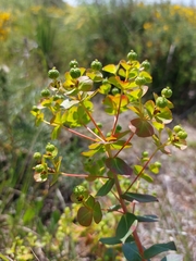 Euphorbia paniculata