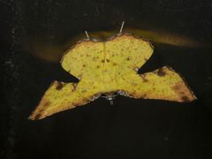 Corymica arnearia