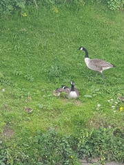Branta canadensis