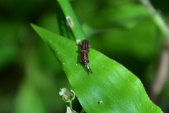 Trachelizus bisulcatus