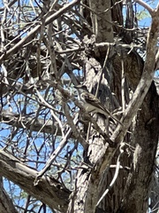 Myiarchus antillarum