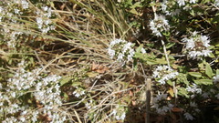 Thymus syriacus