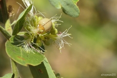 Paraneda viridescens