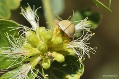 Paraneda viridescens