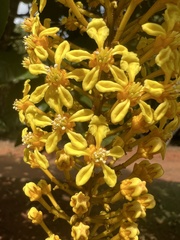 Lophanthera lactescens