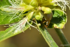 Paraneda viridescens