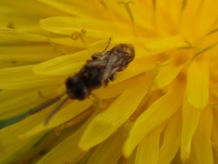 Nomada flavoguttata