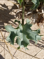 Eryngium maritimum