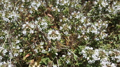 Thymus syriacus