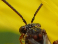 Nomada flavoguttata