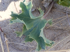 Eryngium maritimum