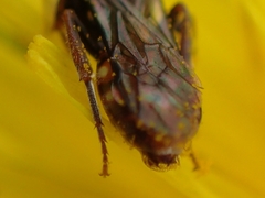 Nomada flavoguttata