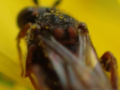 Nomada flavoguttata