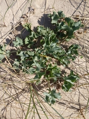 Eryngium maritimum