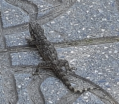 Tarentola mauritanica