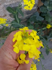 Brassica napus