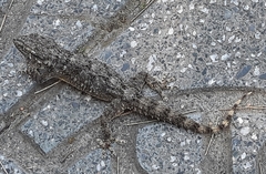 Tarentola mauritanica