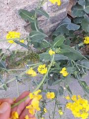 Brassica napus