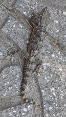 Tarentola mauritanica