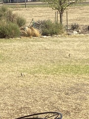 Toxostoma rufum longicauda