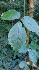 Cyphostemma paucidentatum