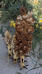 Orobanche densiflora