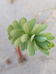 Euphorbia paralias