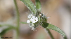 Cryptantha incana
