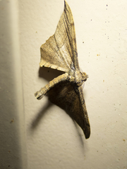 Hyposidra infixaria