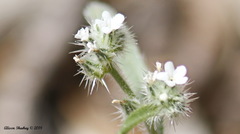 Cryptantha incana