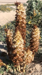 Orobanche densiflora
