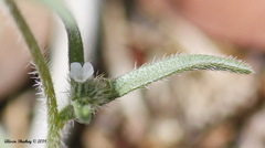 Cryptantha incana