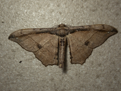 Hyposidra infixaria