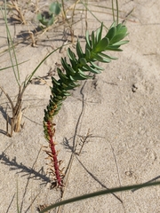 Euphorbia paralias