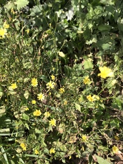 Lapsana communis