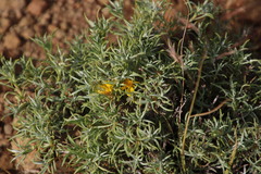 Oedera humilis