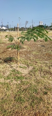 Leucaena pulverulenta