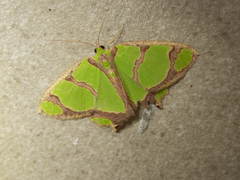 Agathia carissima