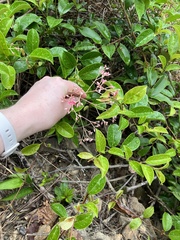 Urceola rosea