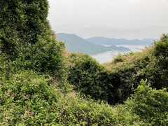 Urceola rosea
