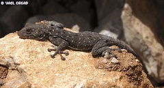 Ptyodactylus puiseuxi