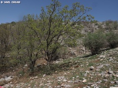 Quercus look