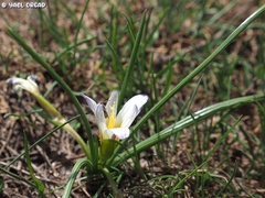 Romulea nivalis