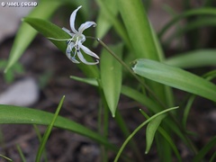 Scilla libanotica