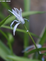 Scilla libanotica