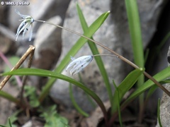 Scilla libanotica